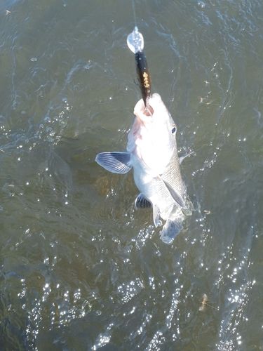 ニゴイの釣果