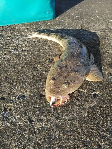 マゴチの釣果