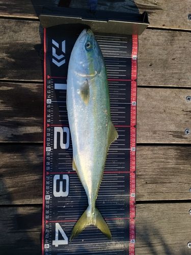 イナダの釣果