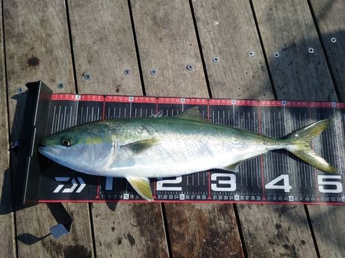 イナダの釣果