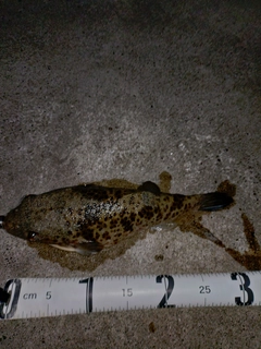 イナダの釣果