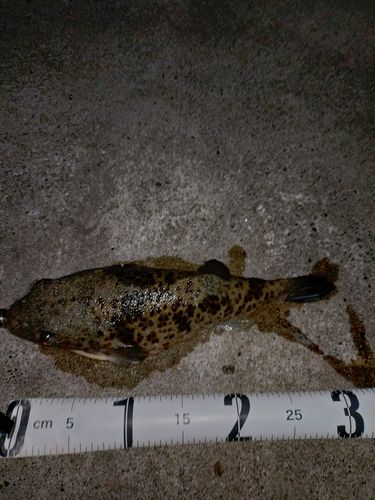 イナダの釣果
