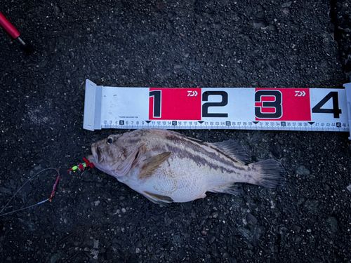 シマゾイの釣果