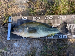 ラージマウスバスの釣果