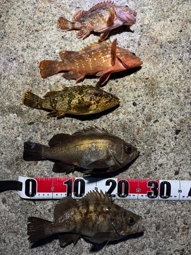 タケノコメバルの釣果