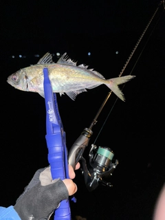マアジの釣果