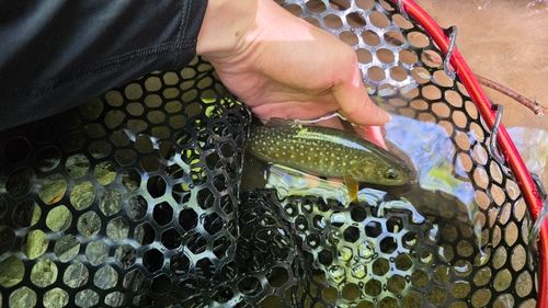 ニッコウイワナの釣果