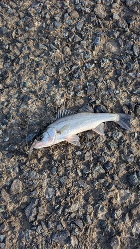 セイゴ（マルスズキ）の釣果