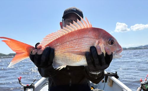 マダイの釣果