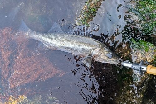セイゴ（マルスズキ）の釣果