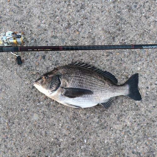 クロダイの釣果
