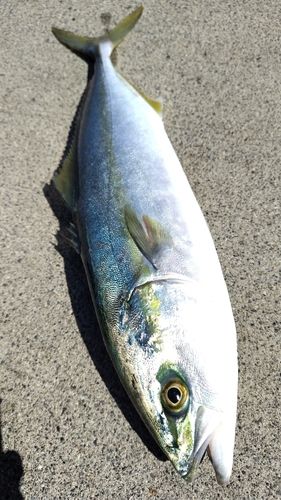 イナダの釣果
