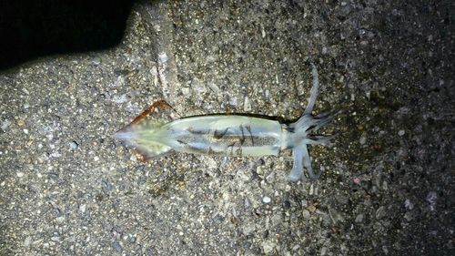 イカの釣果