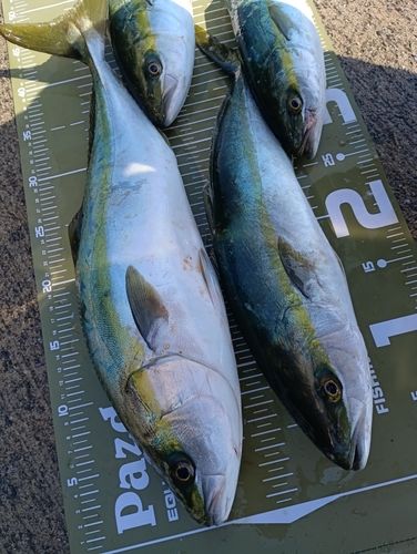 イナダの釣果