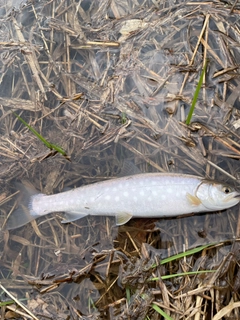 アメマスの釣果