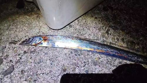 タチウオの釣果
