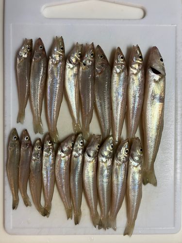 キスの釣果