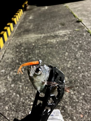 キビレハタンポの釣果
