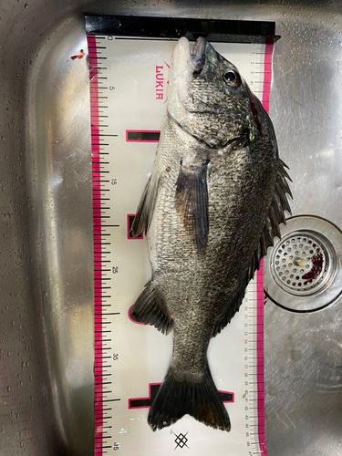 クロダイの釣果