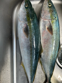 ワラサの釣果