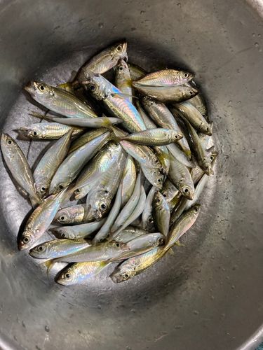 アジの釣果