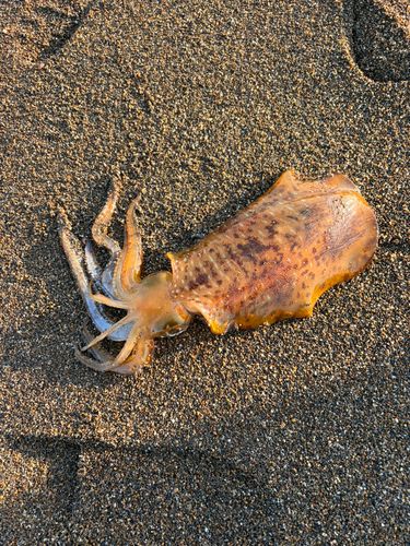 イカの釣果