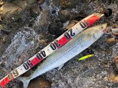 サワラの釣果