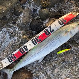 サワラの釣果・釣り情報まとめ【2026年最新】 - アングラーズ | 釣果