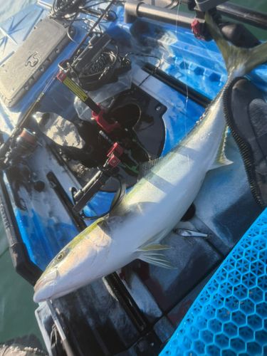 メジロの釣果