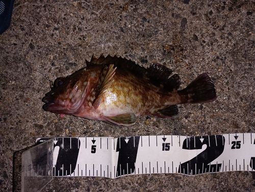 カサゴの釣果