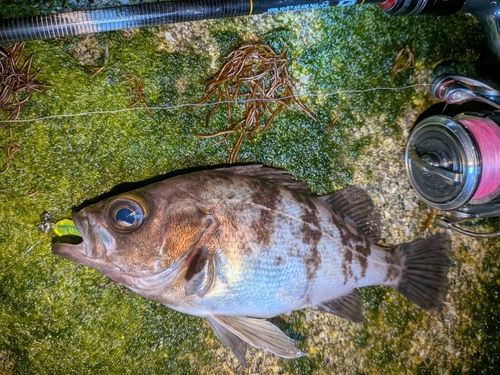 メバルの釣果