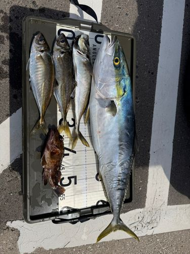 アジの釣果