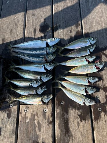 アジの釣果