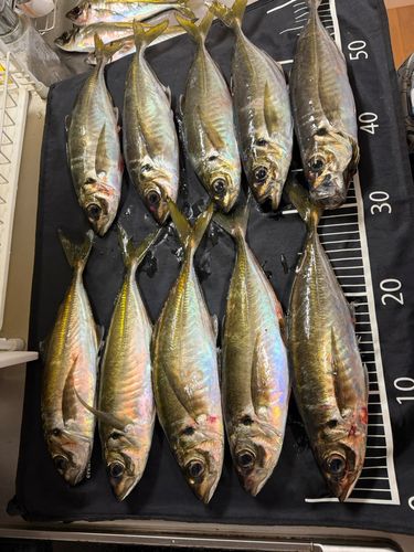 アジの釣果