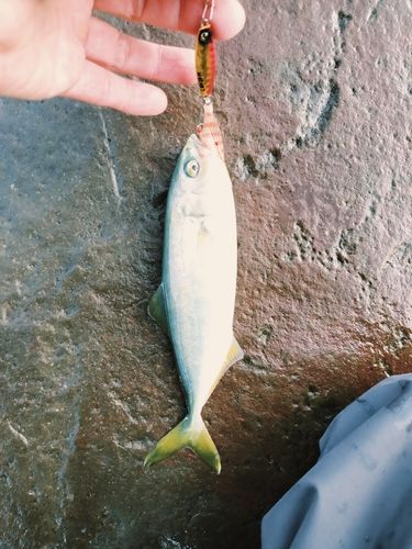 ワカシの釣果