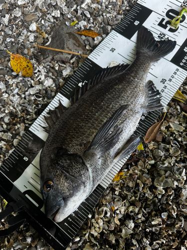 チヌの釣果