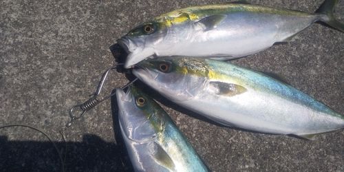 イナダの釣果
