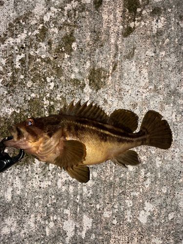 シマソイの釣果