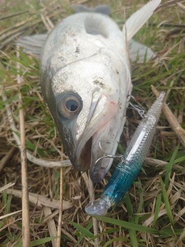 スズキの釣果
