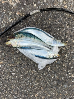 イワシの釣果