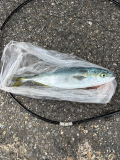 ワカシの釣果