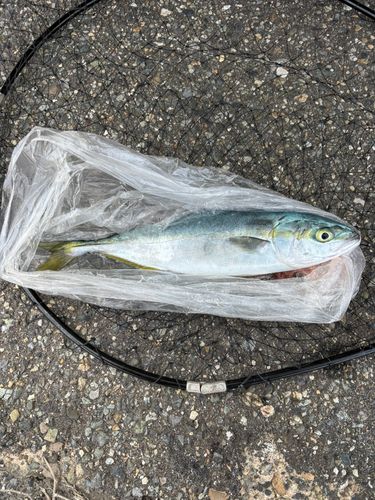 ワカシの釣果