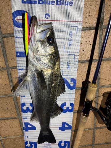 シーバスの釣果