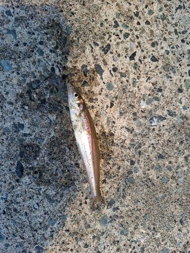 シロギスの釣果