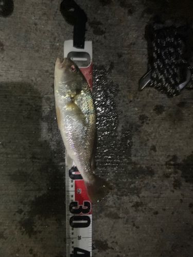 イシモチの釣果