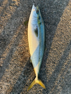 ブリの釣果