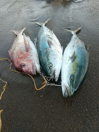 ブリの釣果