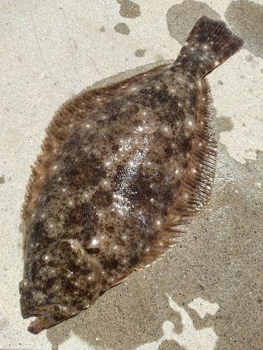 ヒラメの釣果