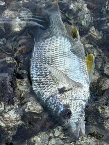 キビレの釣果