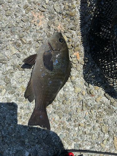 グレの釣果